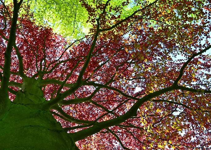 Colourful Autumn Tree