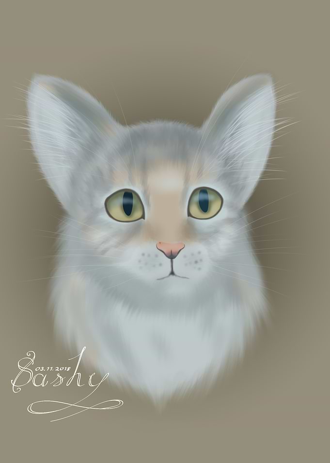 Silver Maine Coon