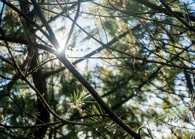 Branches