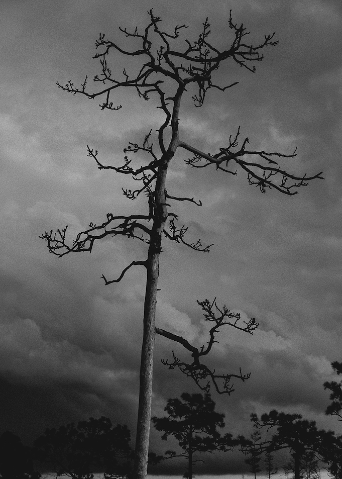 Tree of Darkness