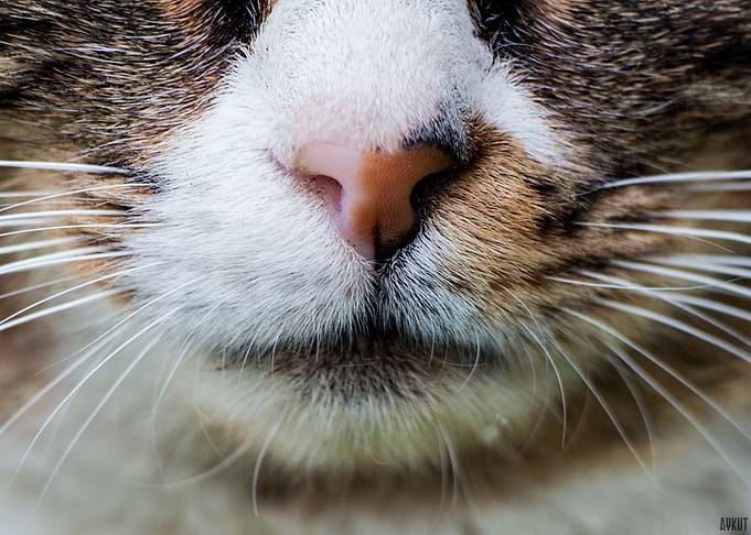 Cat Face