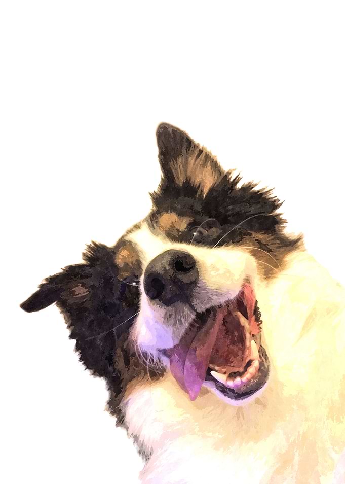 Happy Dog