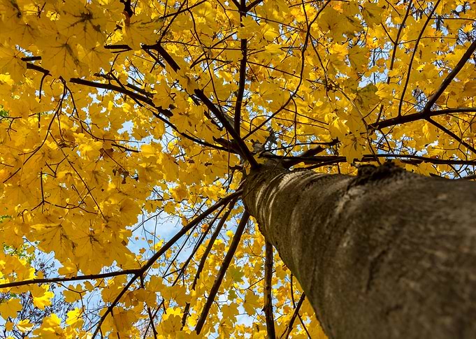 Golden autumn