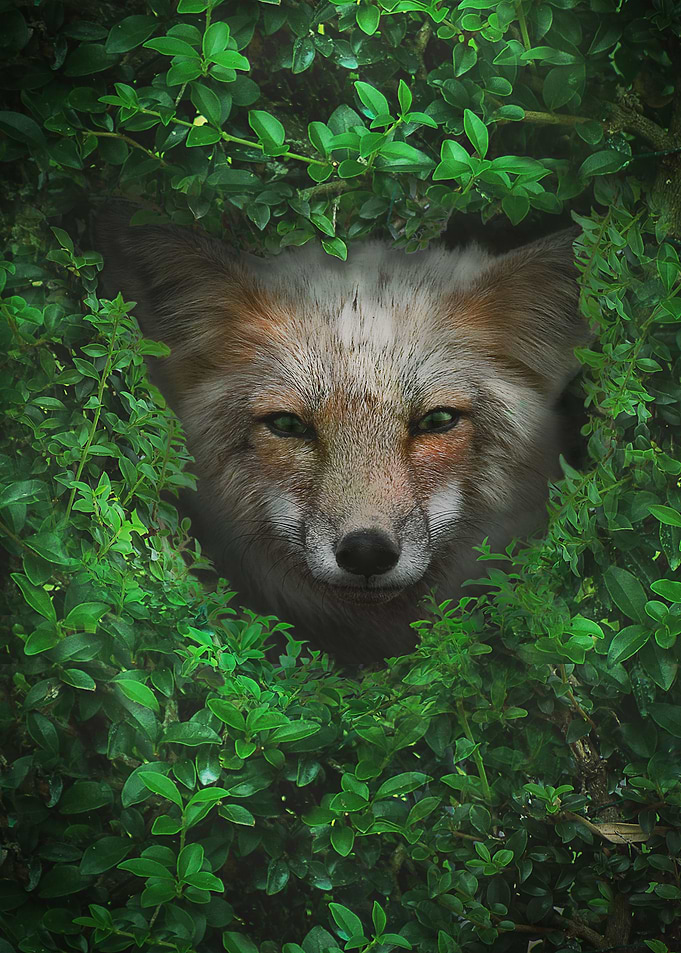Fox