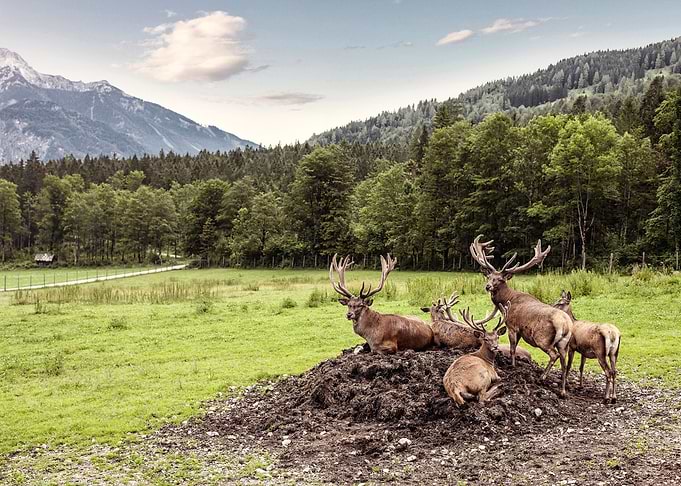 deer landscape