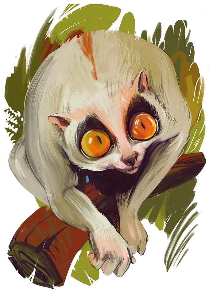 Slow Loris