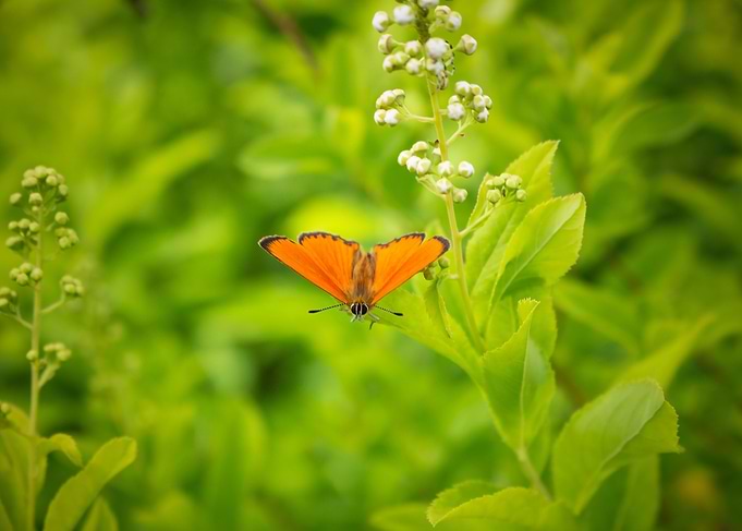 butterfly
