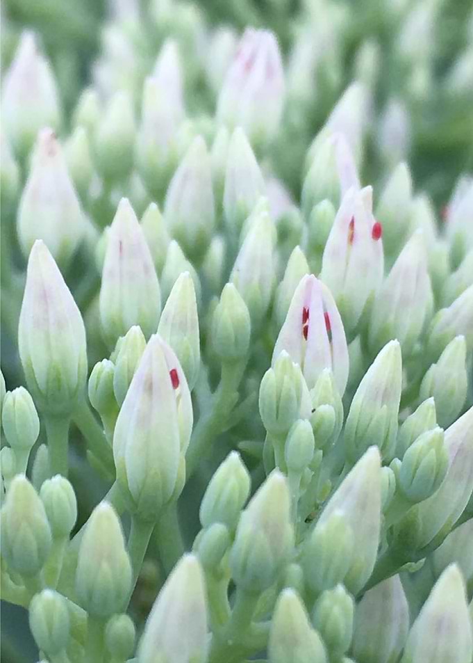 Showy Sedum