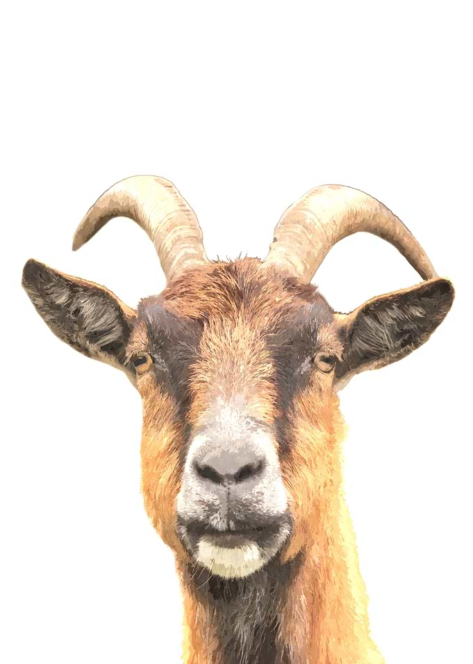 Goat Portrait