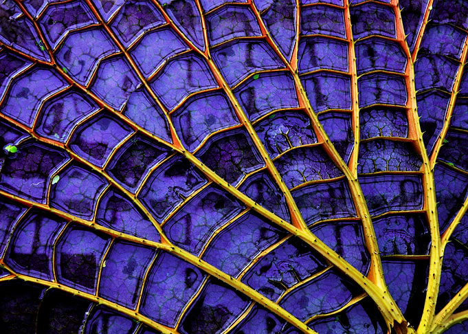 Violet Giant Lotus Leaf