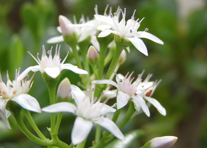 White flowers