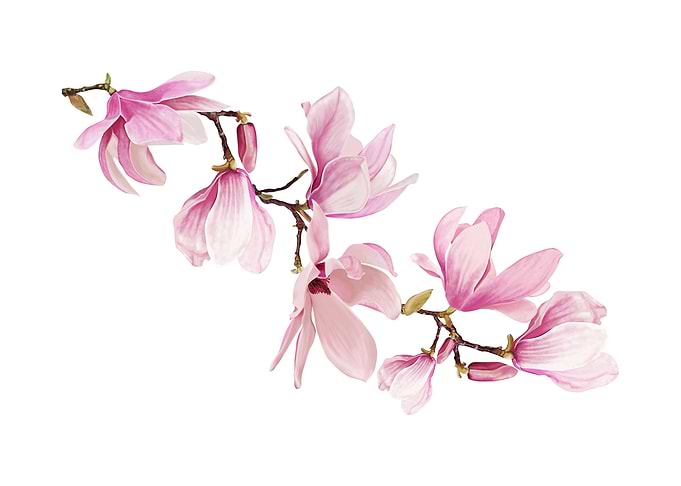 Beautiful Magnolia Flower