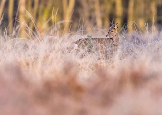 Hidden in frozen grass
