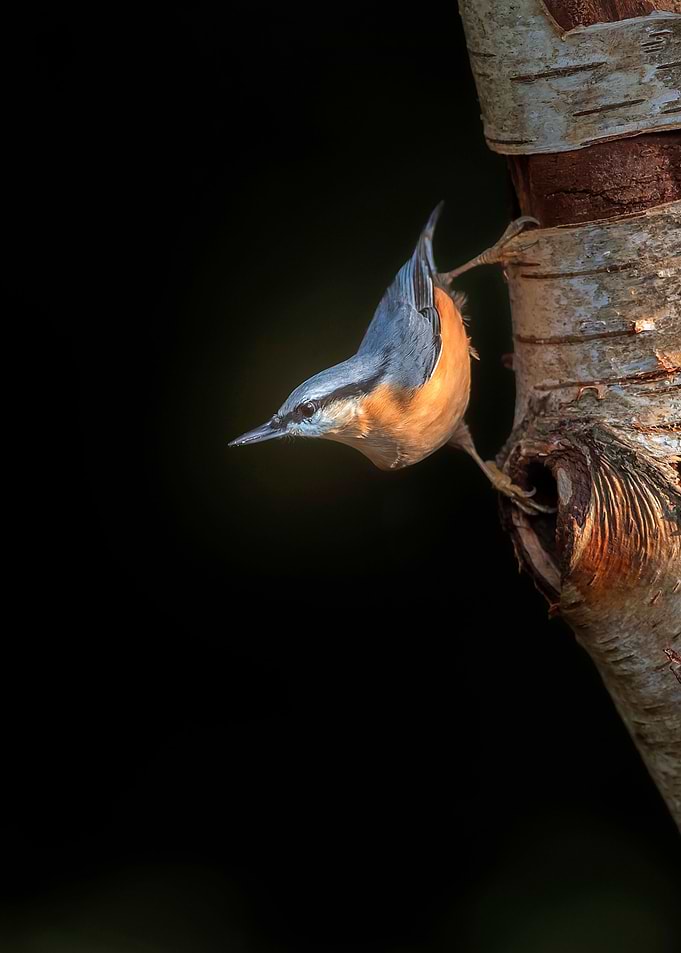 Clinged to a tree