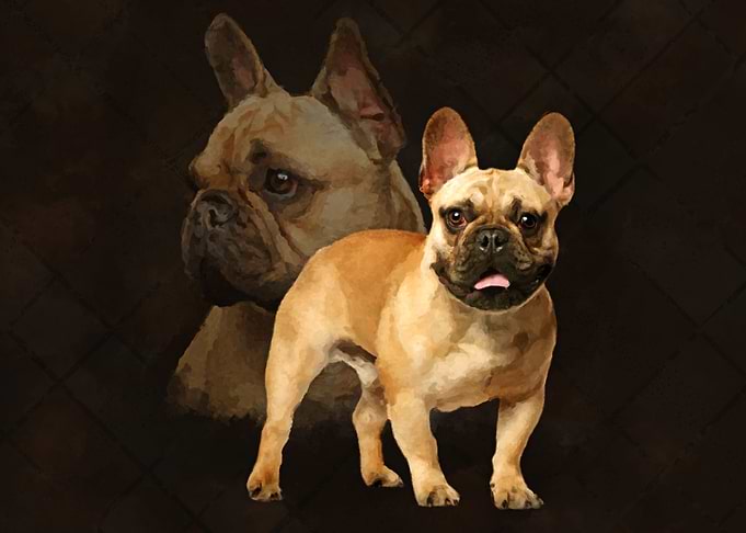 French Bulldog Frenchie