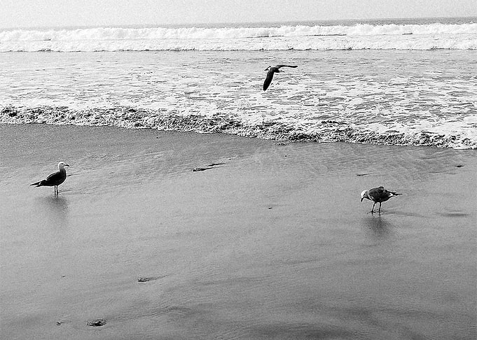beachbirds