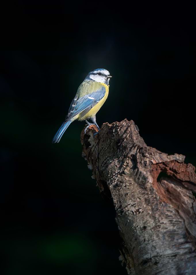Lonely on a tree