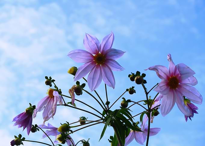 Flowers in Kyoto