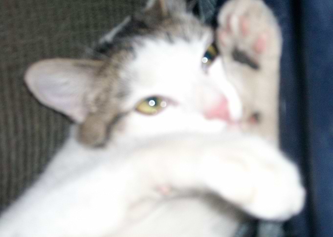 gato