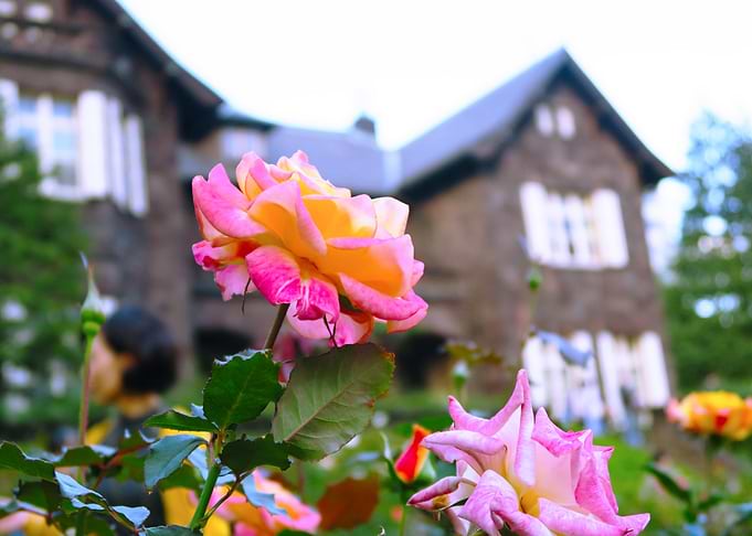 Flowers in Tokyo