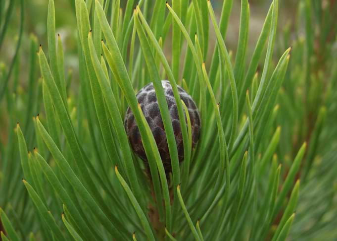 Green plant
