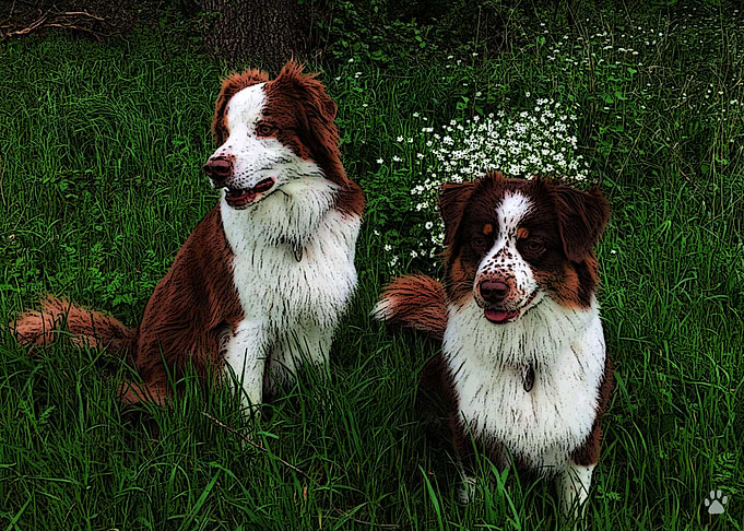 Australian Shepherd