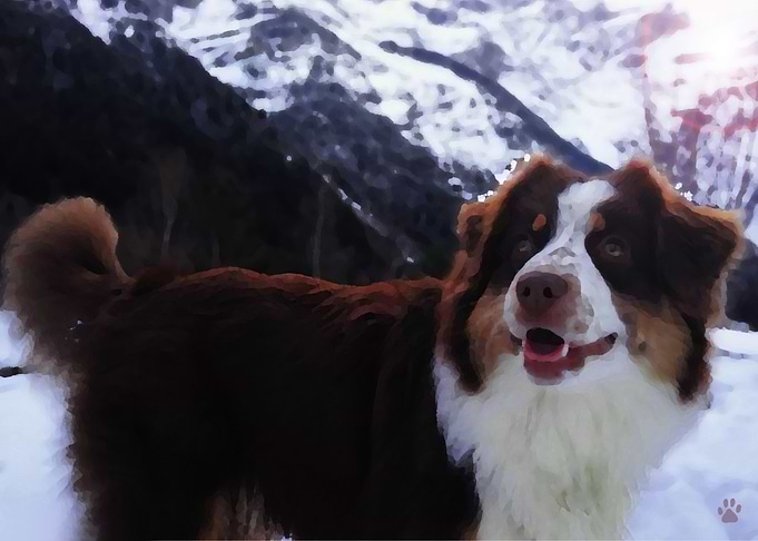 Australian Shepherd
