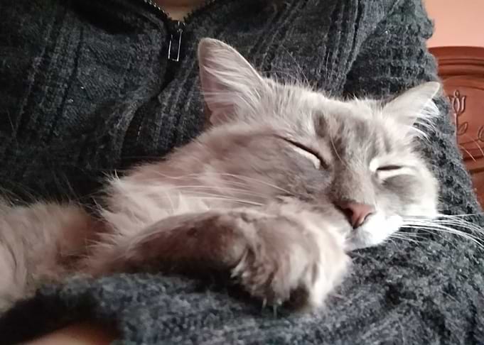 Gatita