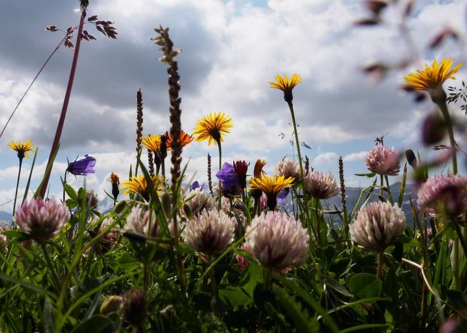 Alpine Flowers