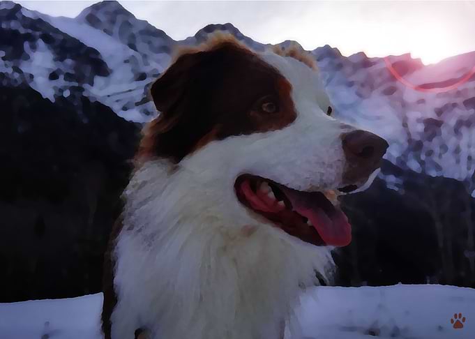 Australian Shepherd