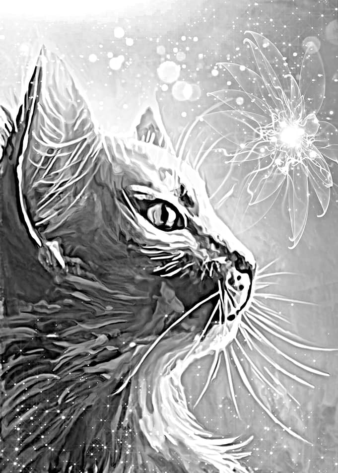 Cats Eye