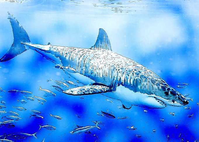 Great White Shark