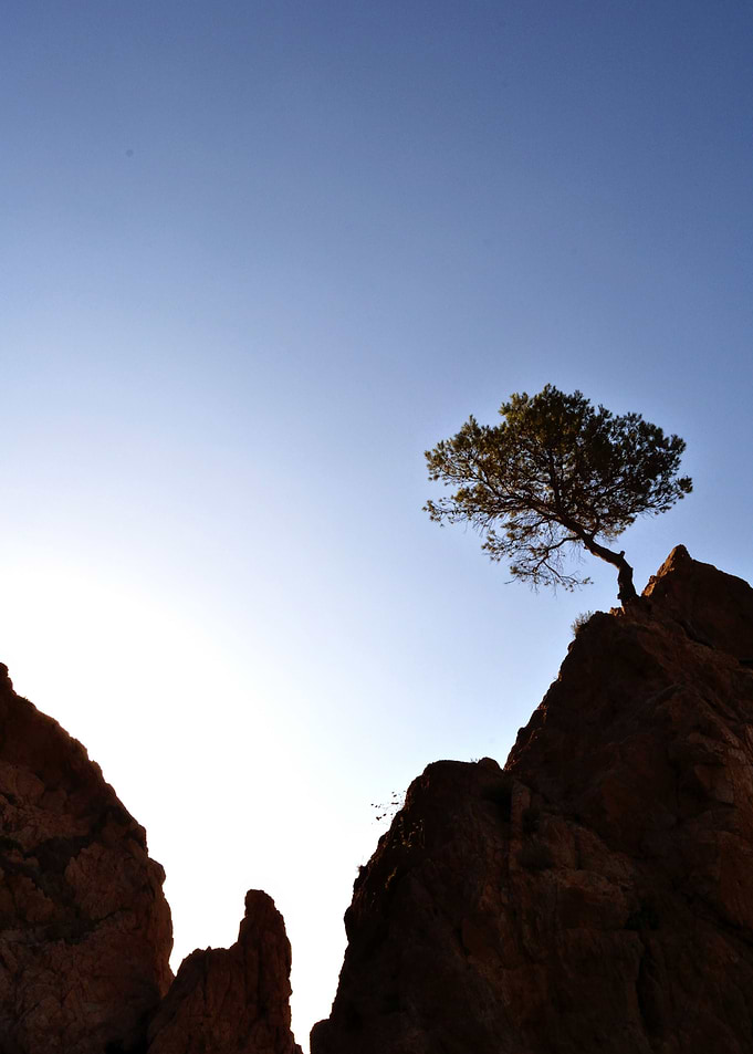 Solitary Tree