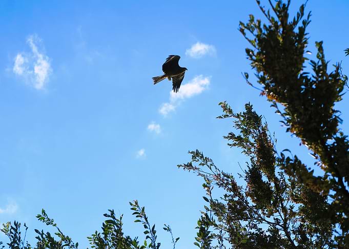 Eagle of japan