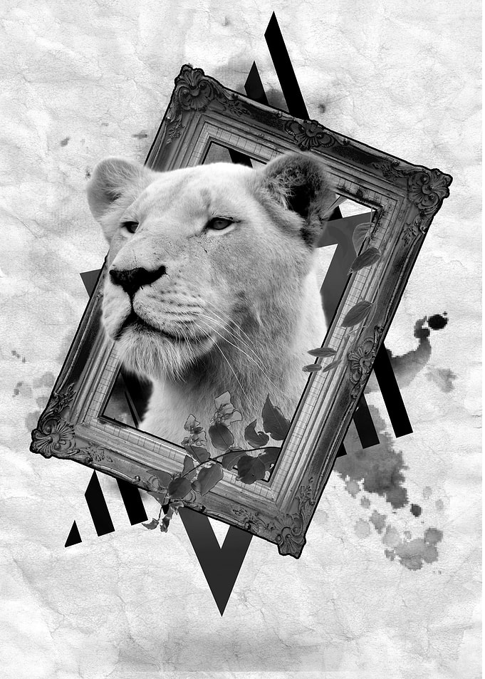 Lion Collage