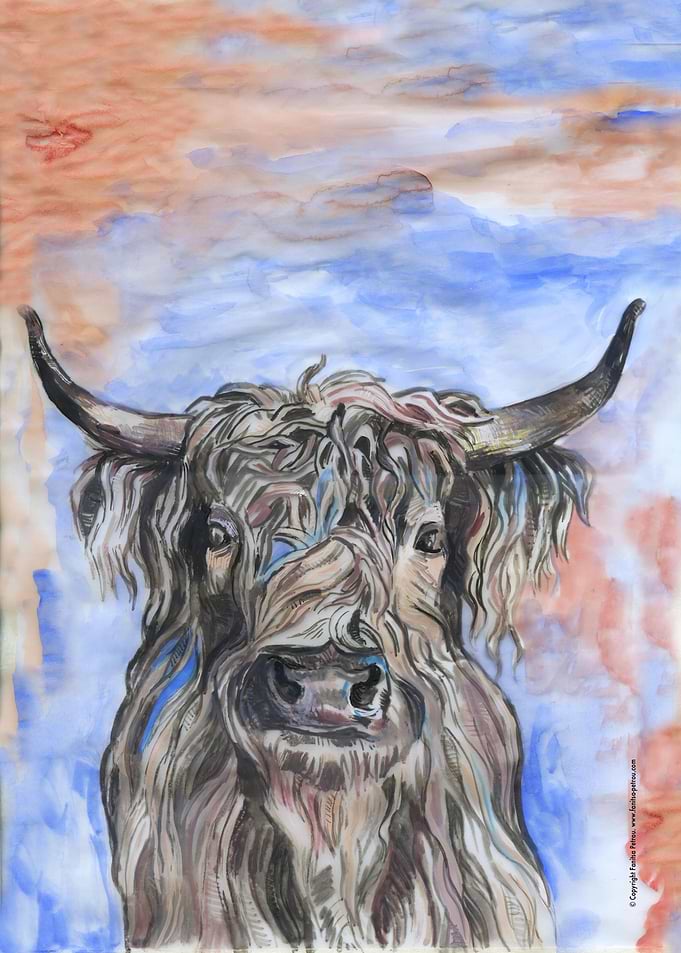 Highland cow