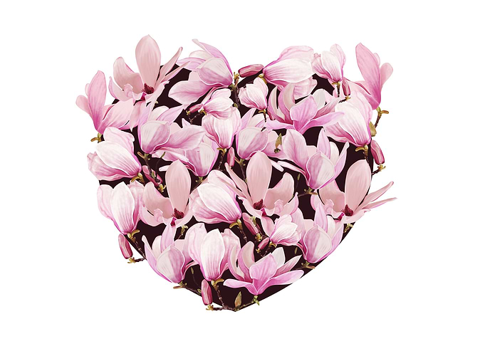 mangolia heart