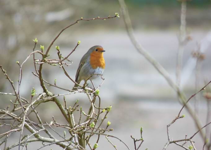 Robin