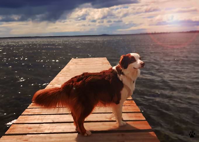 Australian Shepherd