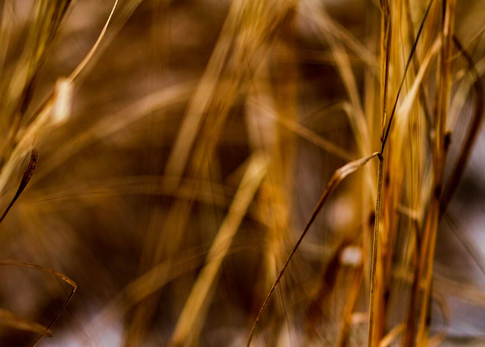 Grass