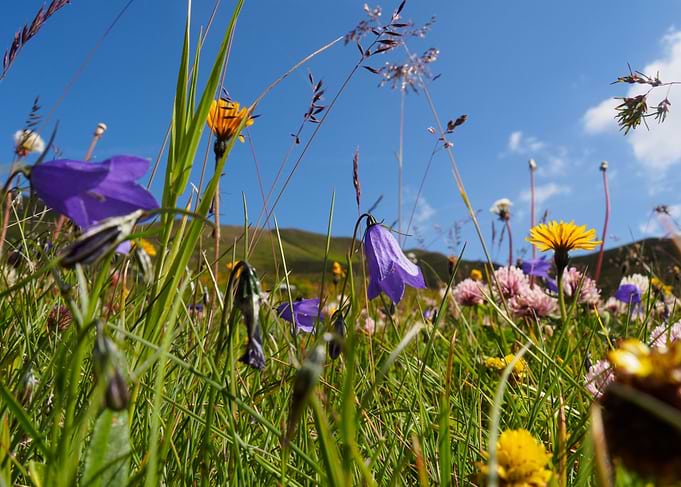 Alpine flowers