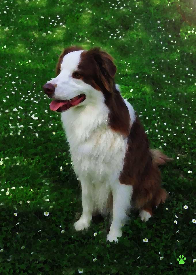 Australian Shepherd