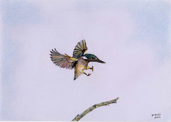 landing bird