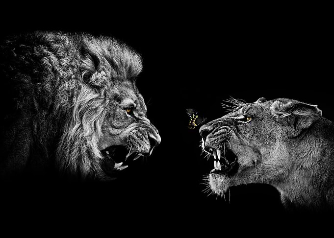 Angry Lions