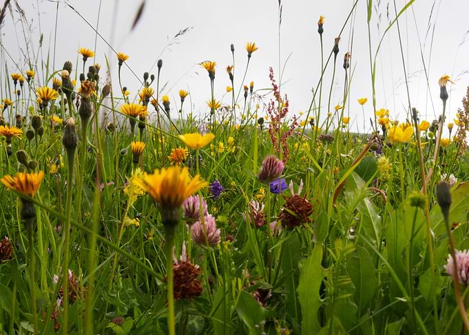 Field of Alpine flowers