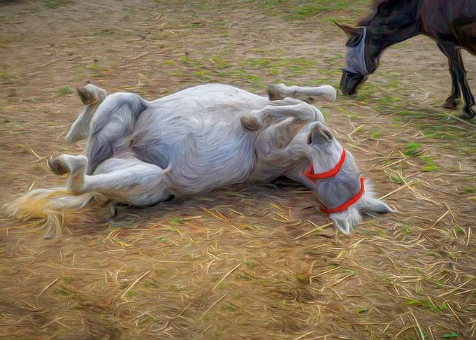 Donkey Rollover