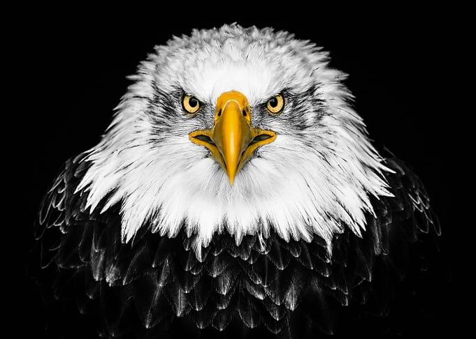Eagle
