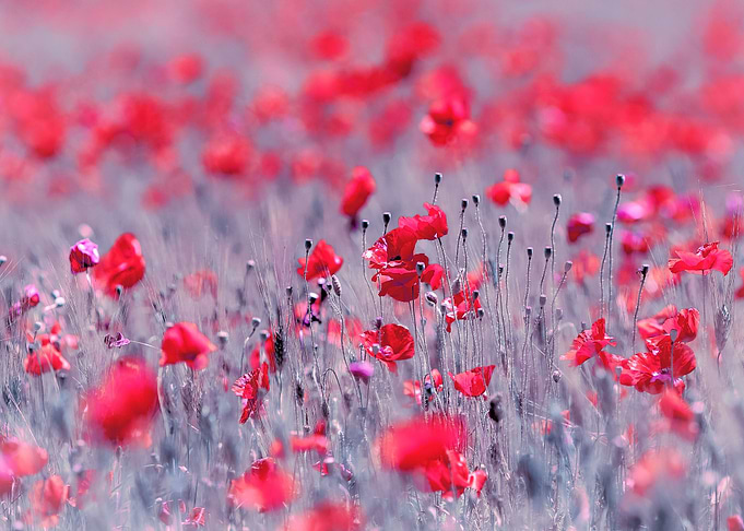 Red poppies