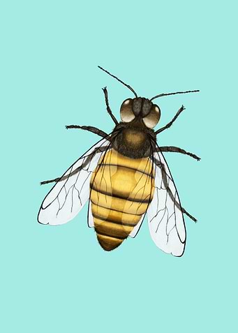 Honeybee