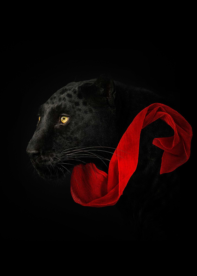Black Panther